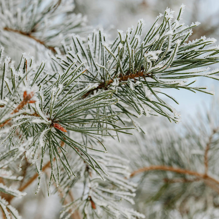 Frost covered pine branches with a focus on a few branches.