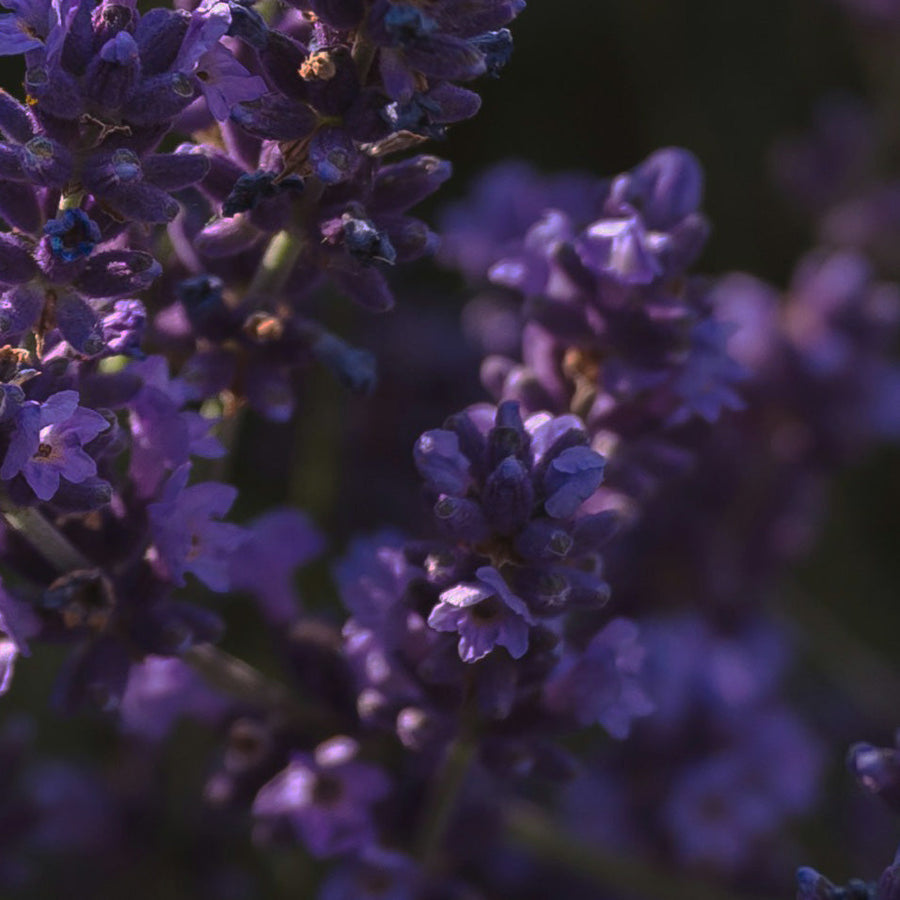 Multi-Surface Cleaning Tablets