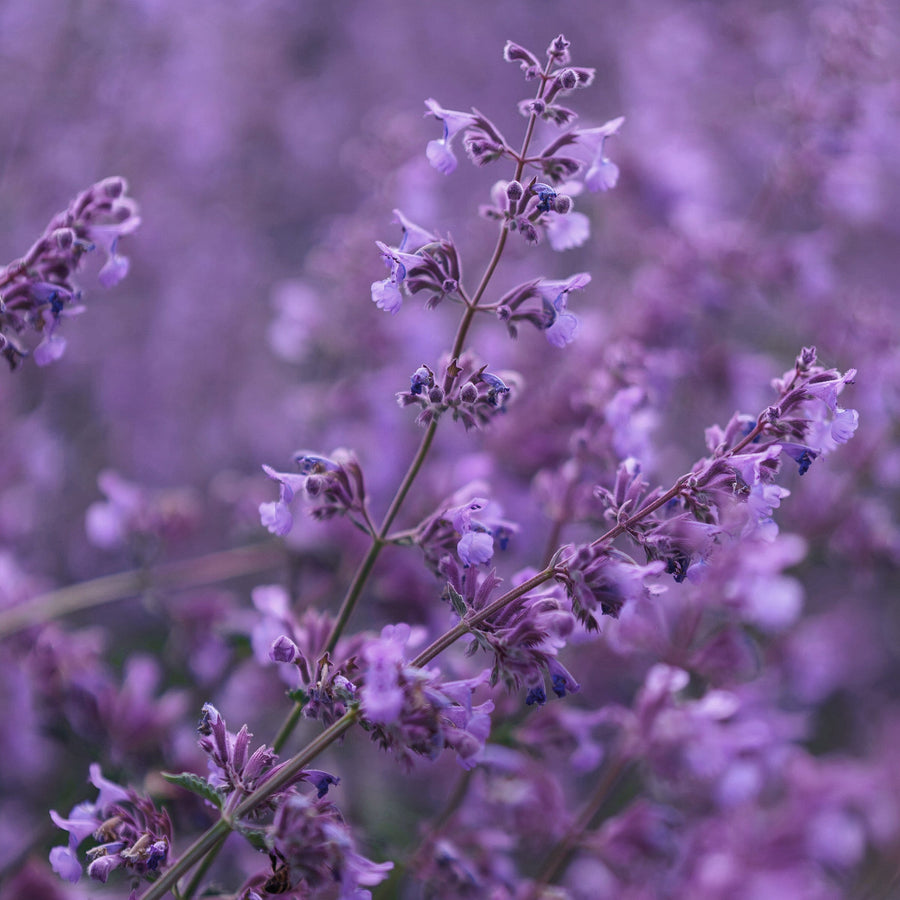 Macro view of fresh lavender stalks for Simplehuman Foaming Hand Soap Tablets, natural scent.