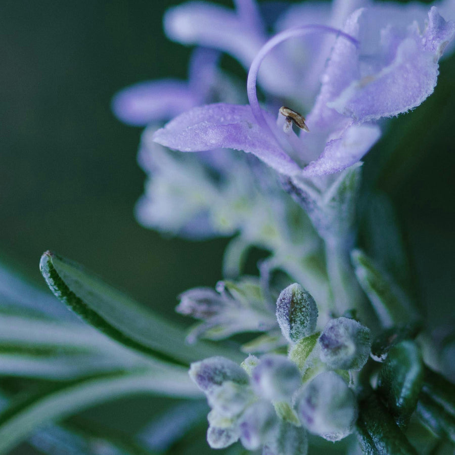 Close up of a purple lavender flower representing Simplehuman's 
Lavender Mint scent.