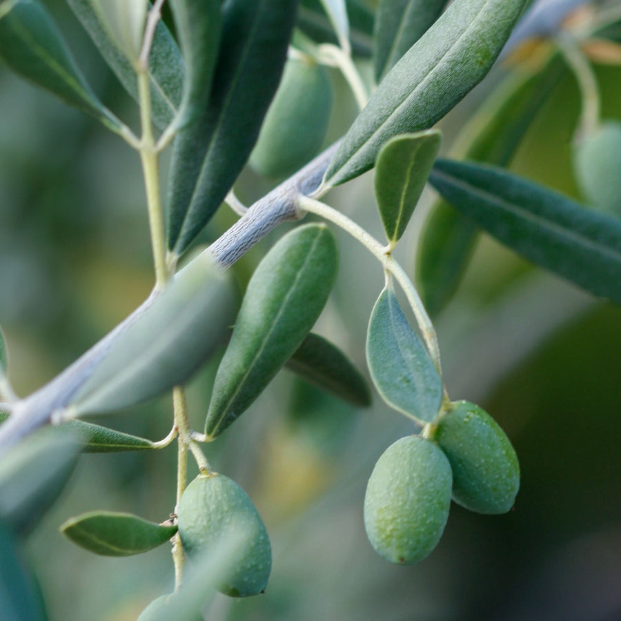 Close-up of Simplehuman Olive Clover fragrance inspiration, showing unripe olives and leaves on a branch.