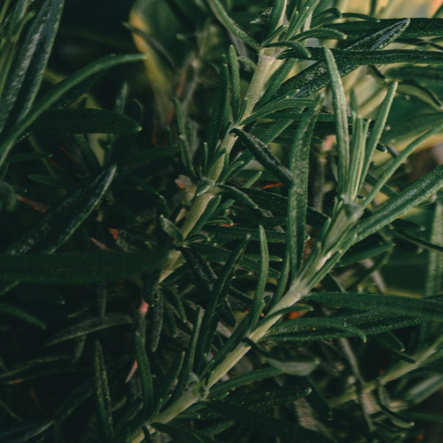Close-up of thyme representing Simplehuman's Rosemary Thyme scent.