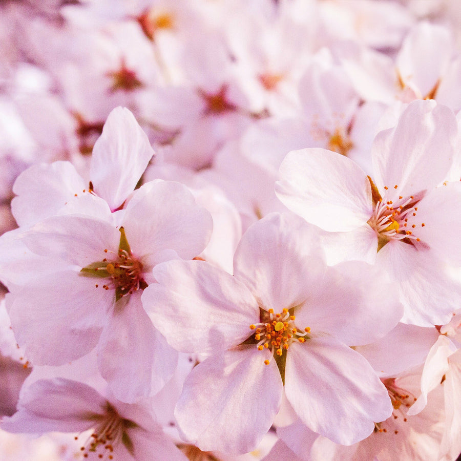 Detail view of pink blossoms visualizing Simplehuman Spring Blossom Soap Tablets scent.