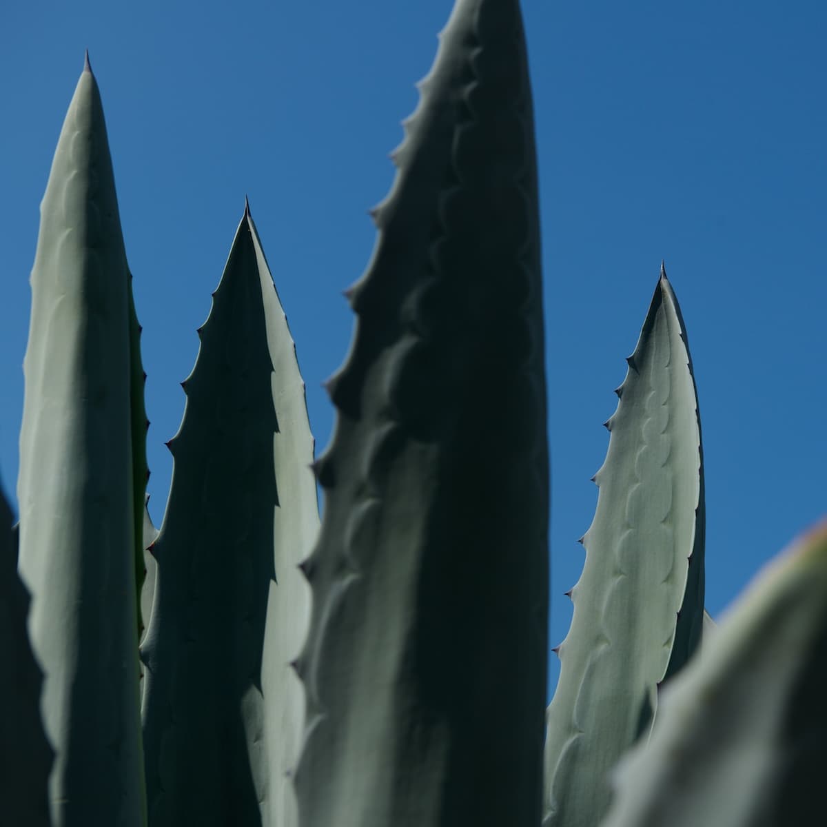 Detail view of the spiky leaves of the Blue Agave plant, ingredient for Simplehuman Nosotros Tequila.
