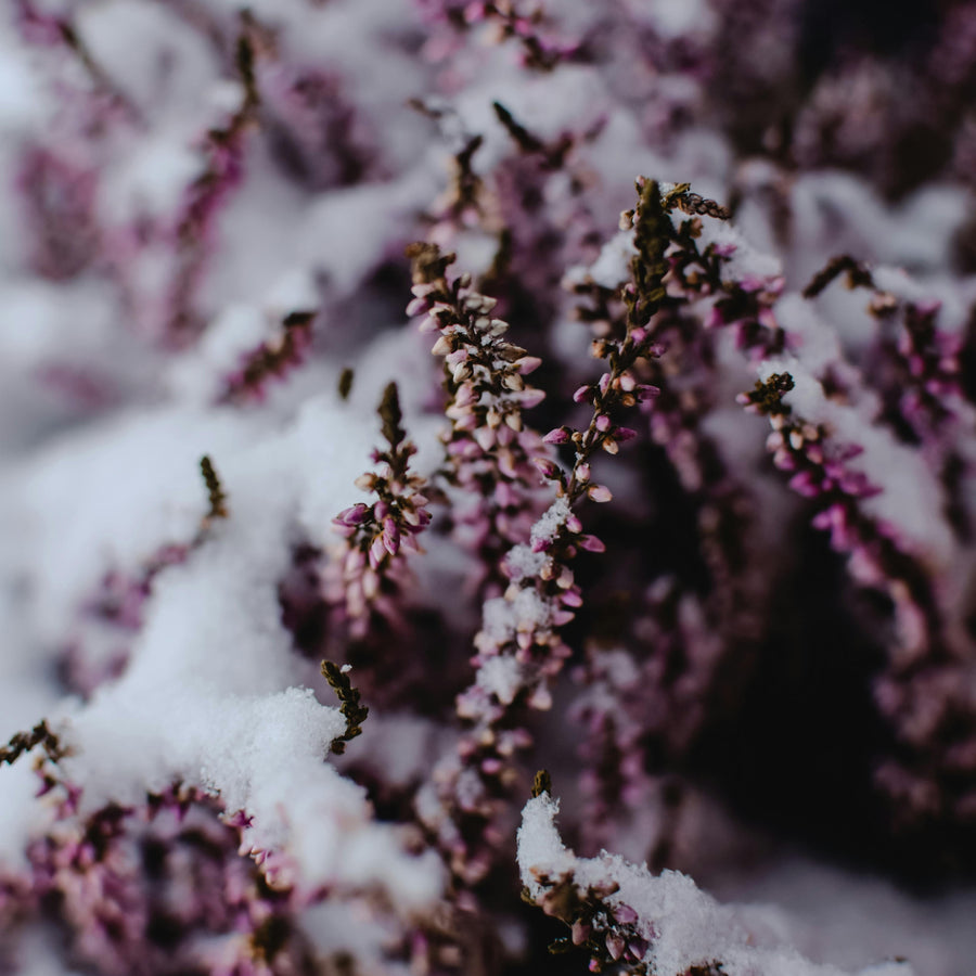 A closeup of a lavender colored plant in the snow representing Simplehuman's Watermint Lavender scent.