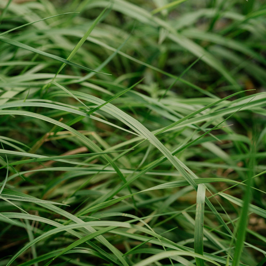 A close up of lemongrass representing Simplehuman's Yuzu Lemongrass scent.